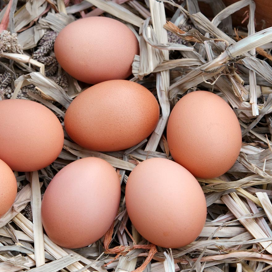 Image of hen's eggs in straw